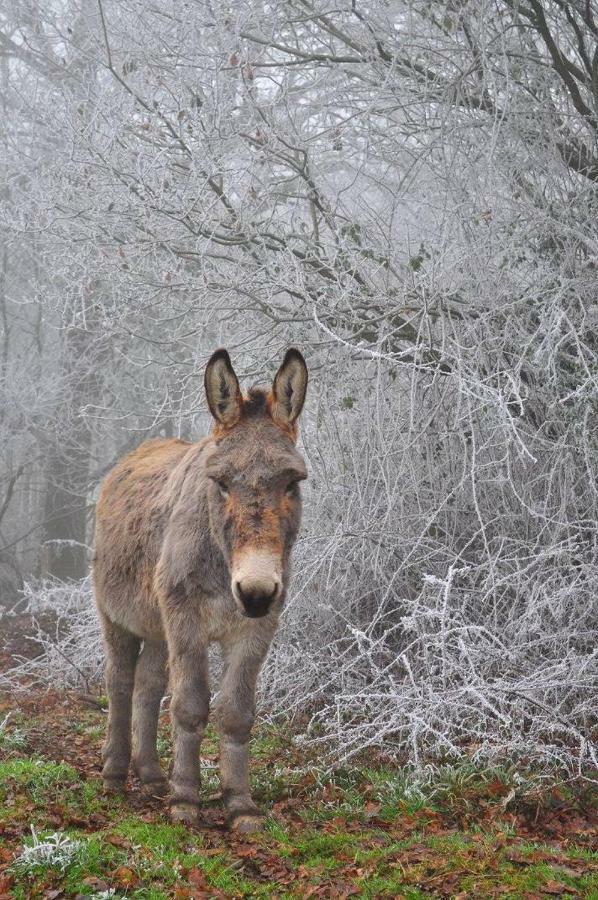 Отель Domaine De Kernanou Плоэрмель Экстерьер фото