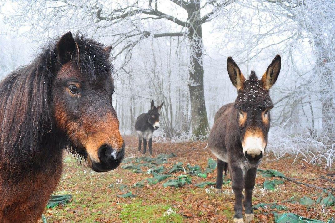 Отель Domaine De Kernanou Плоэрмель Экстерьер фото